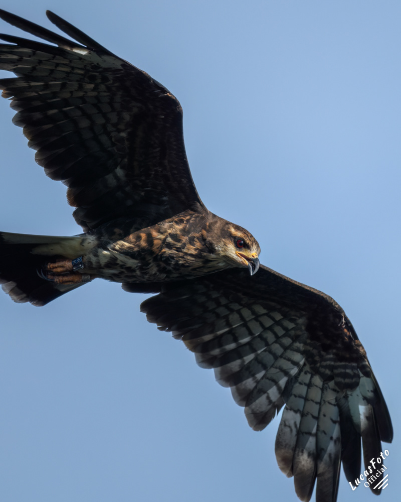 Snail Kite