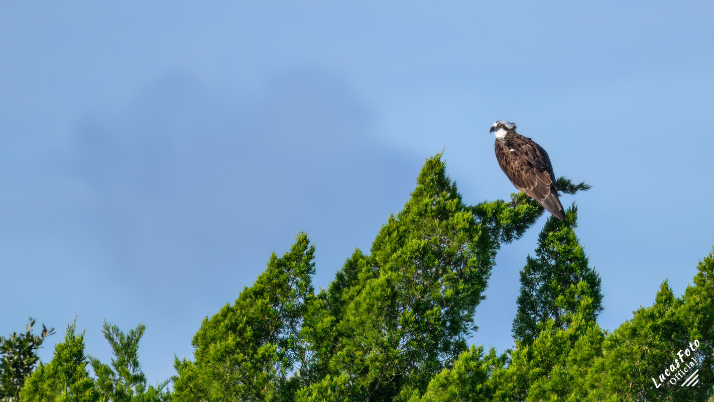 Osprey