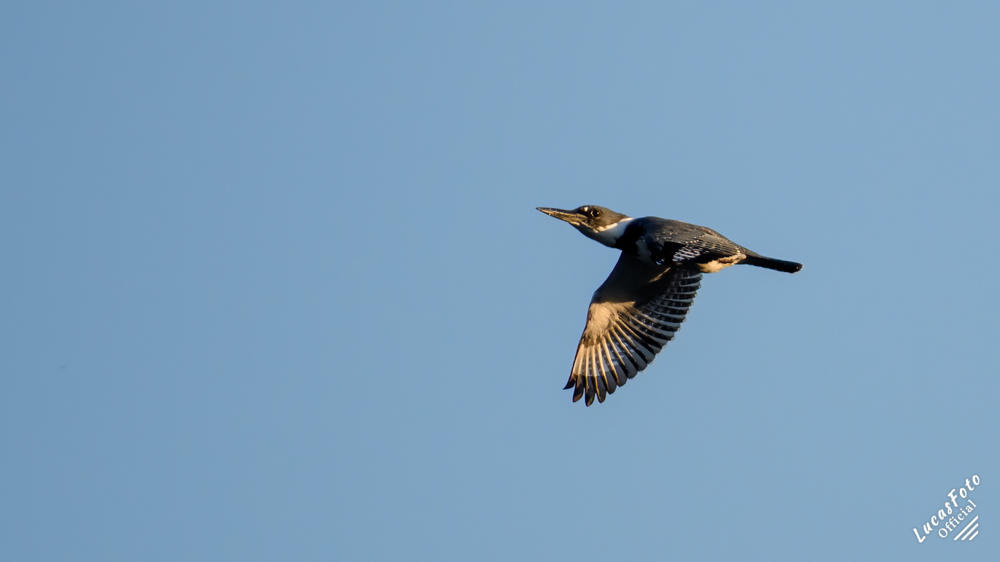 Belted Kingfisher