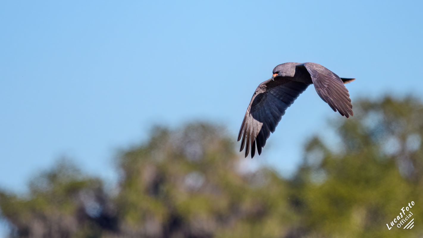 Snail Kite