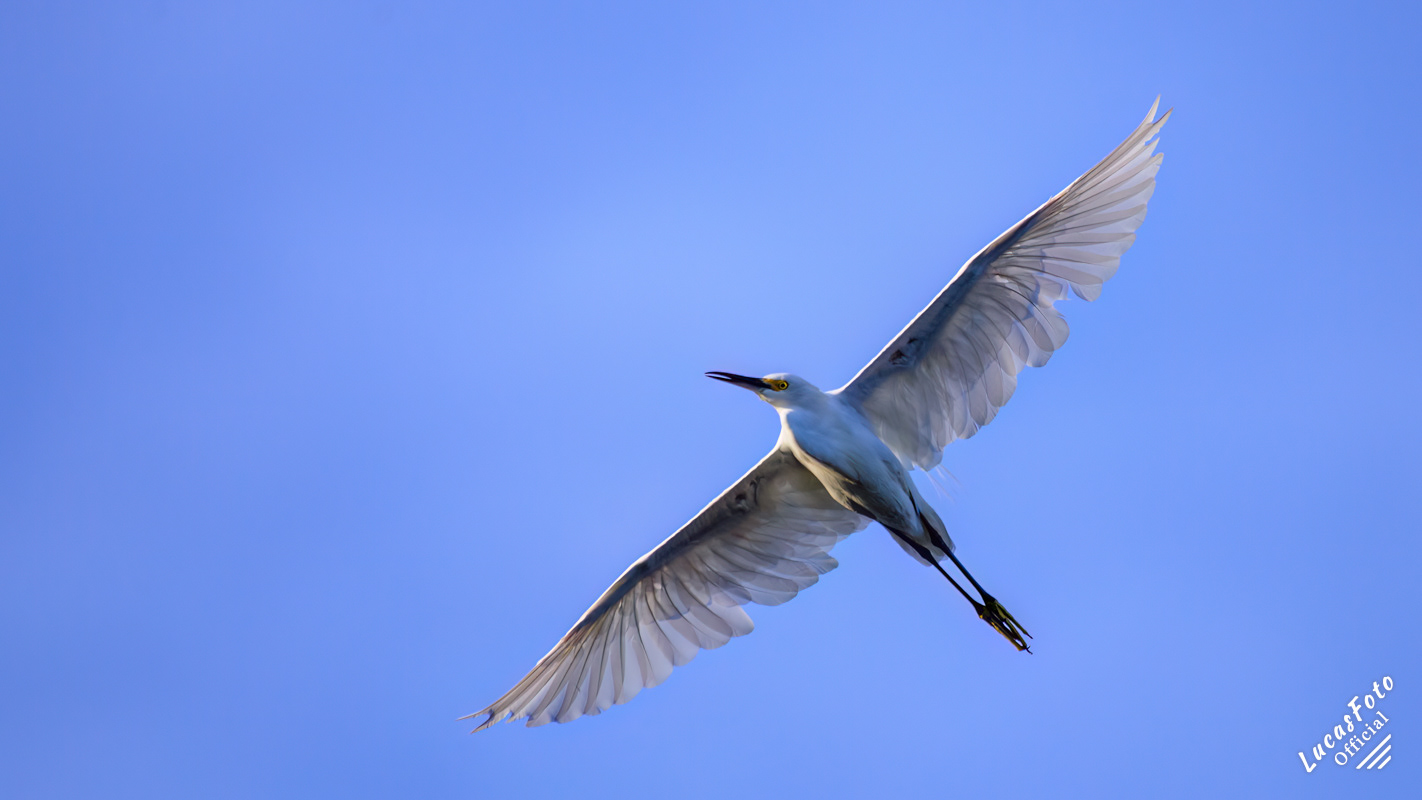 Snowy Egret