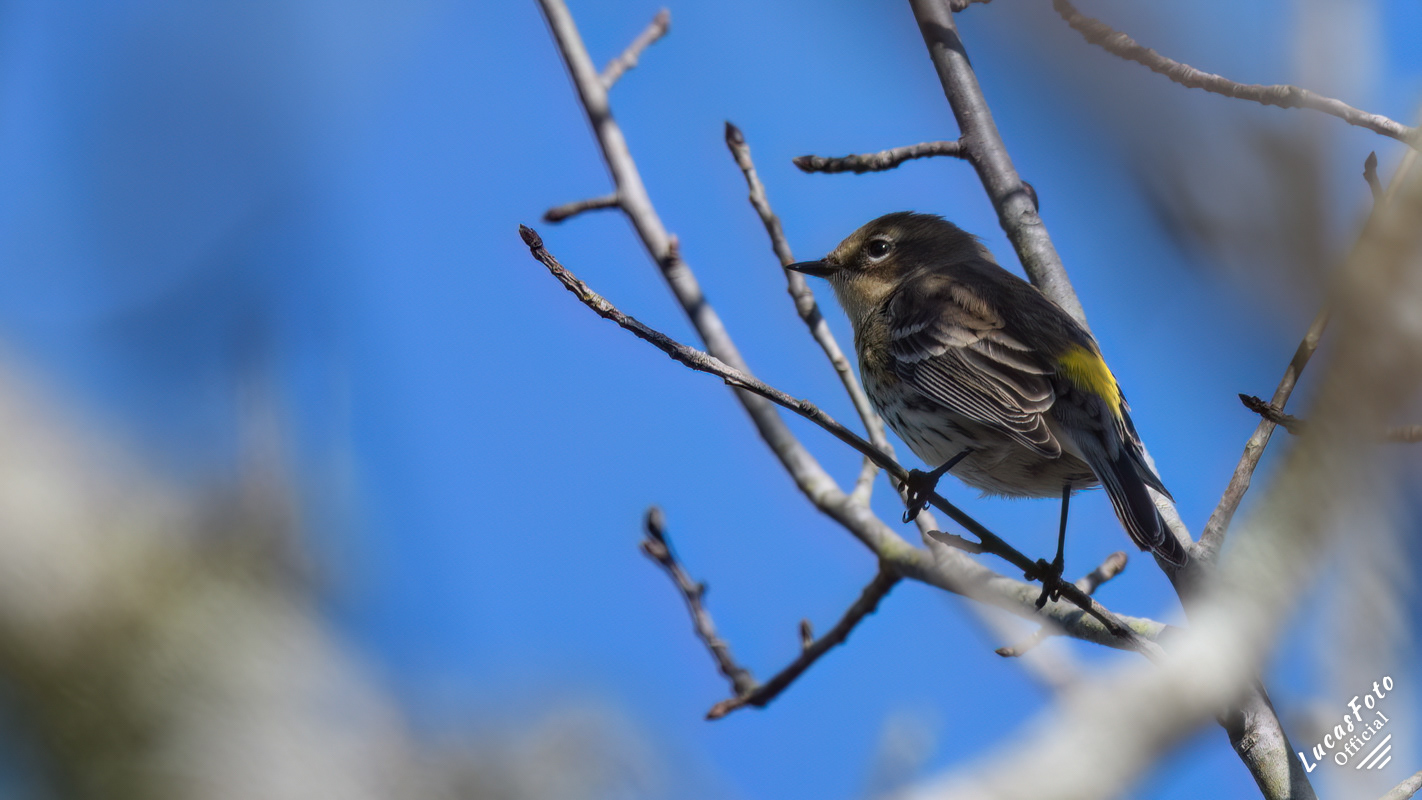 Yellow-rumped Warbler