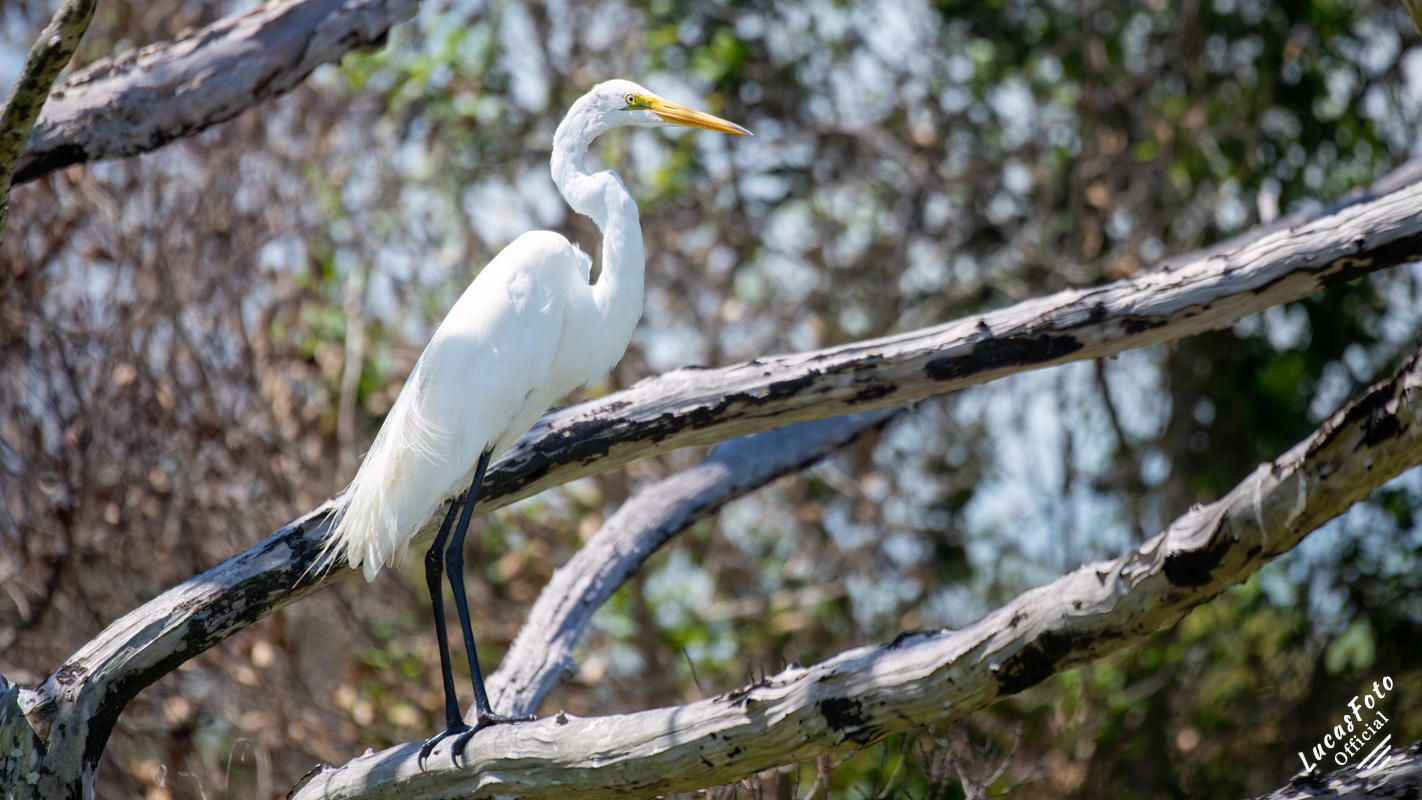 Great Egret