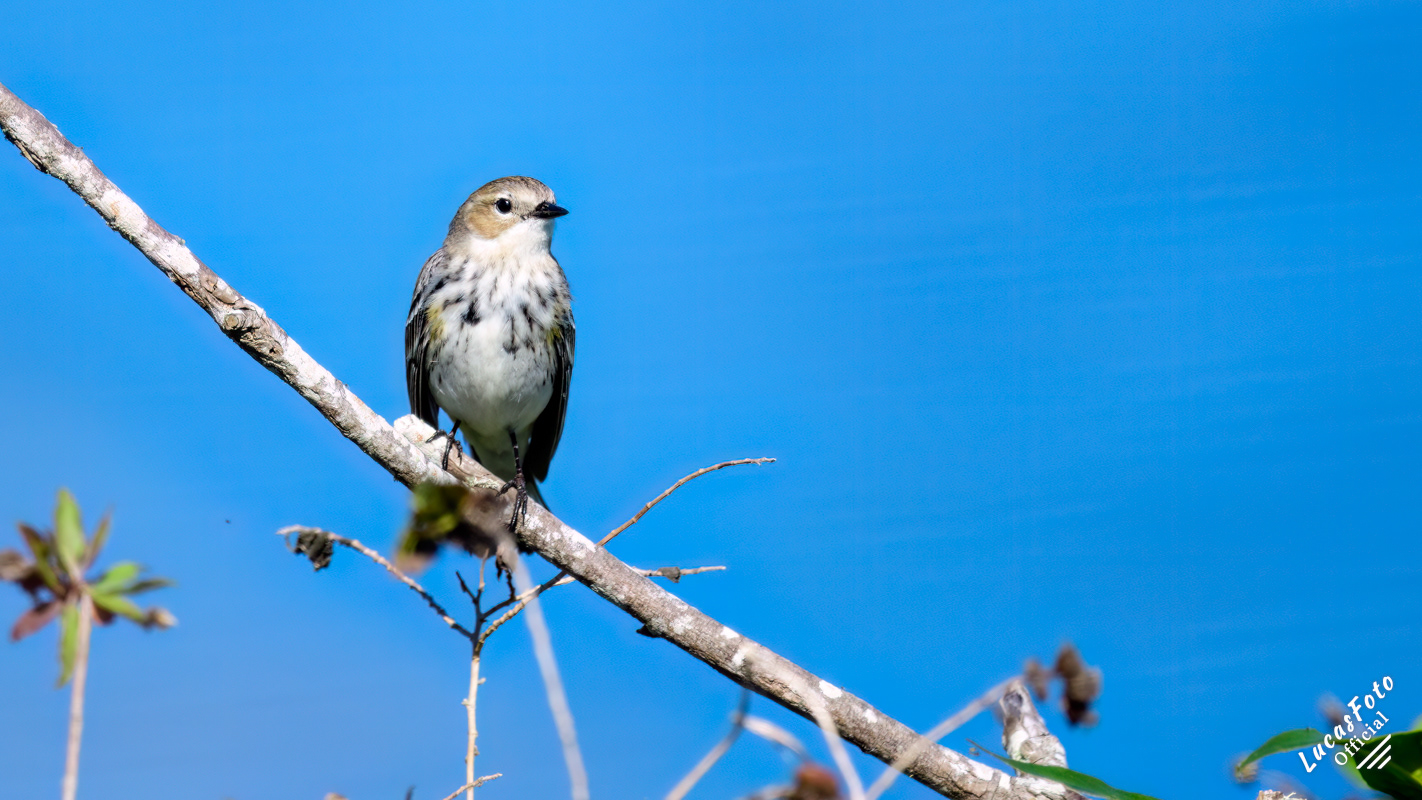 Yellow-rumped Warbler