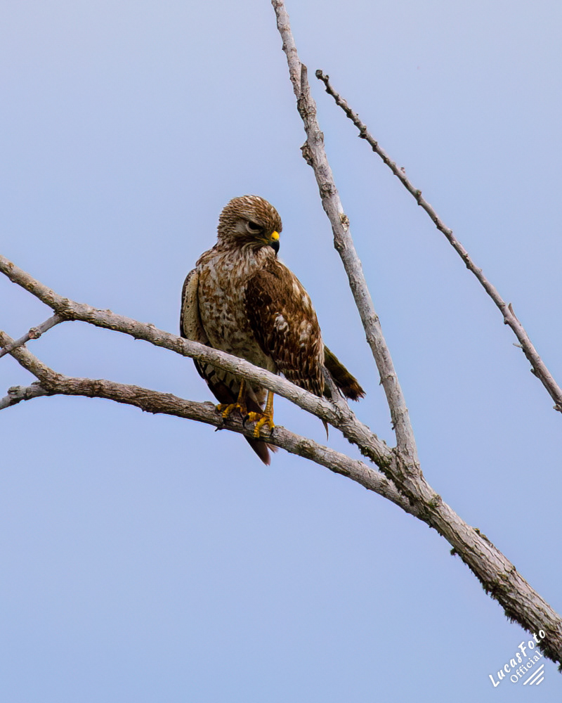 Red-shouldered Hawk