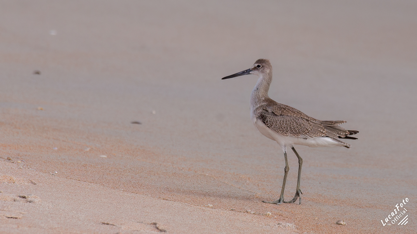 Willet