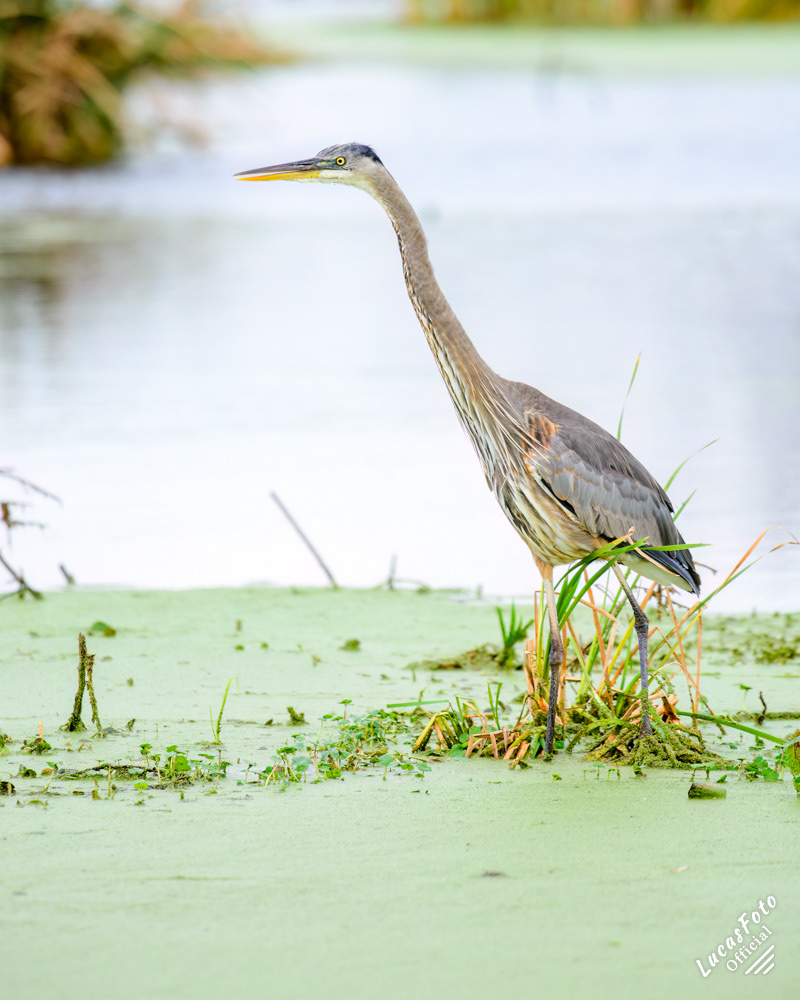 Great Blue Heron