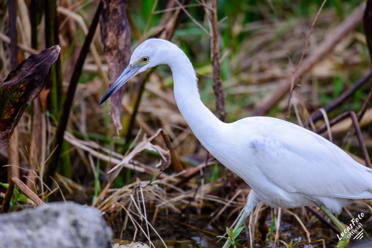 Juvenile Little Blue Hero