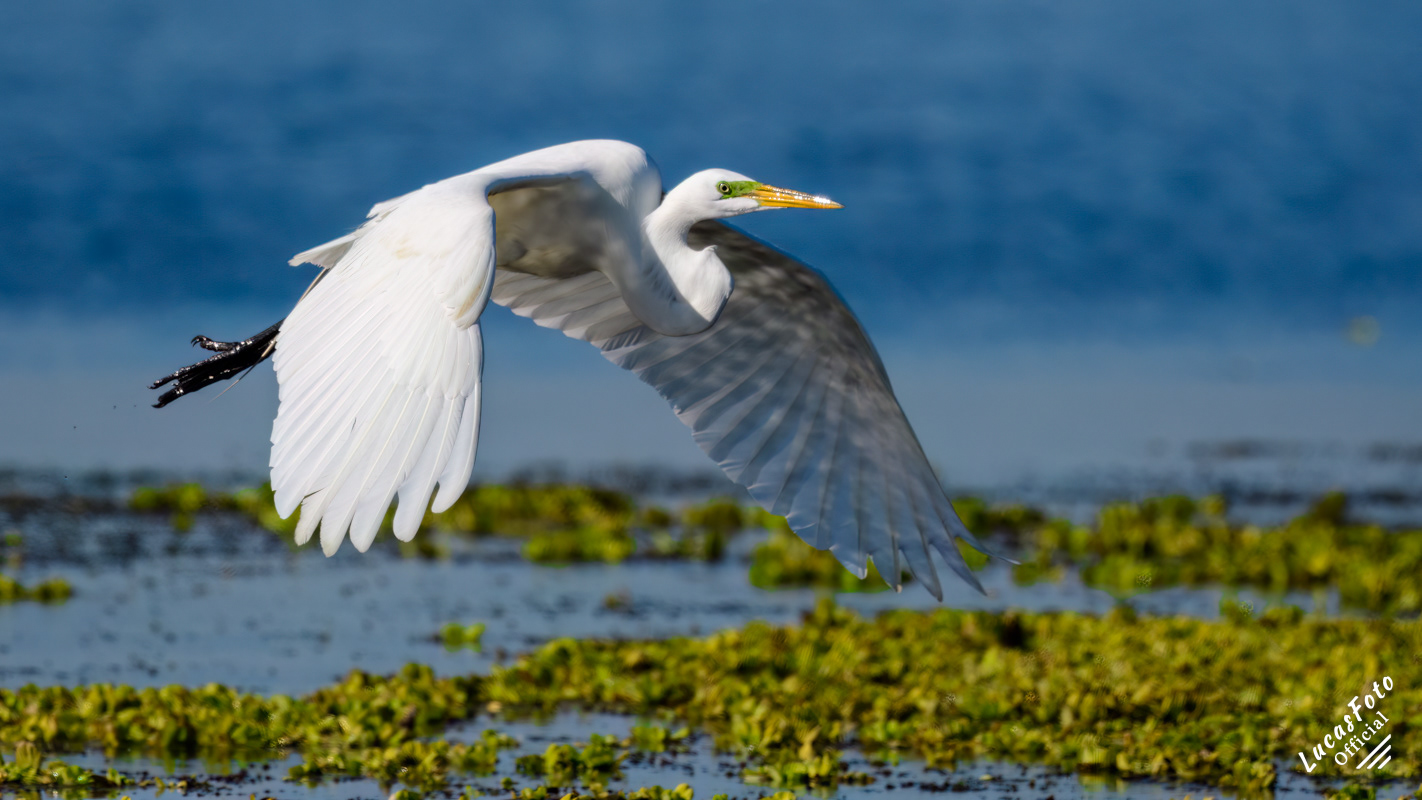 Great Egret