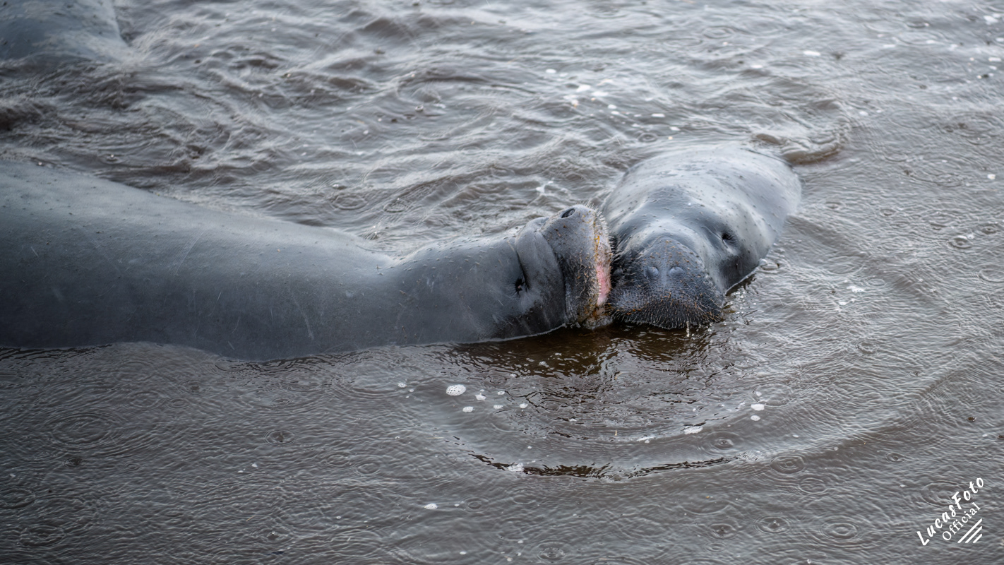 Manatee Mating Ball/Herd