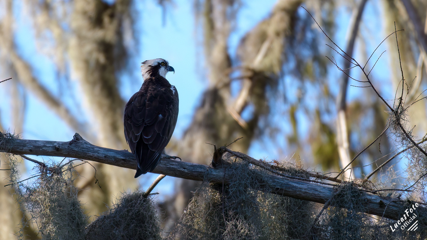 Osprey