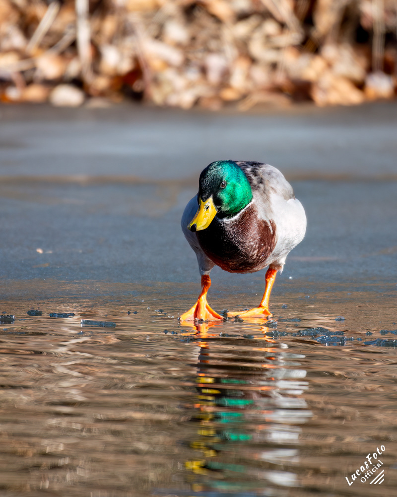 Mallard Duck