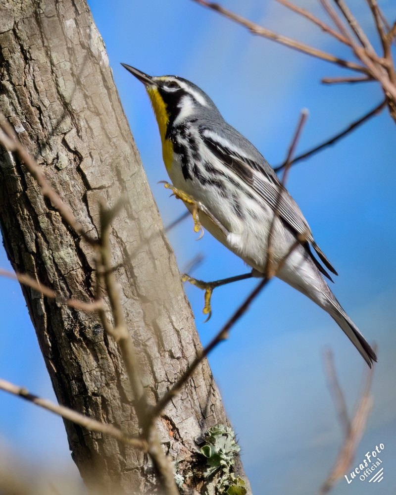 Yellow-throated Warbler