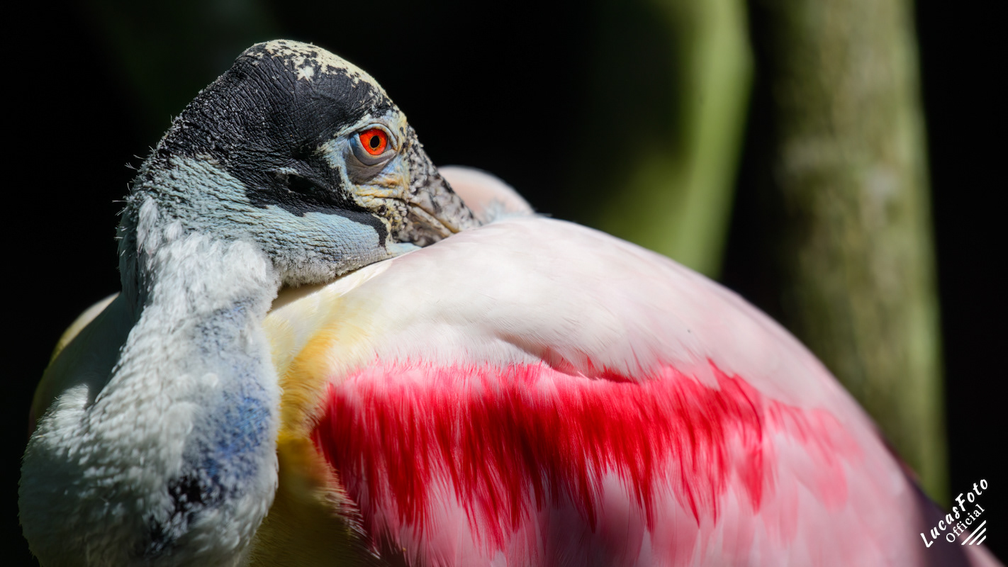 Roseate Spoonbill