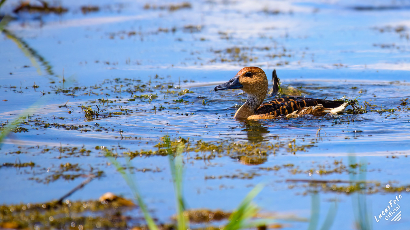 Fulvous Whistling-Duck
