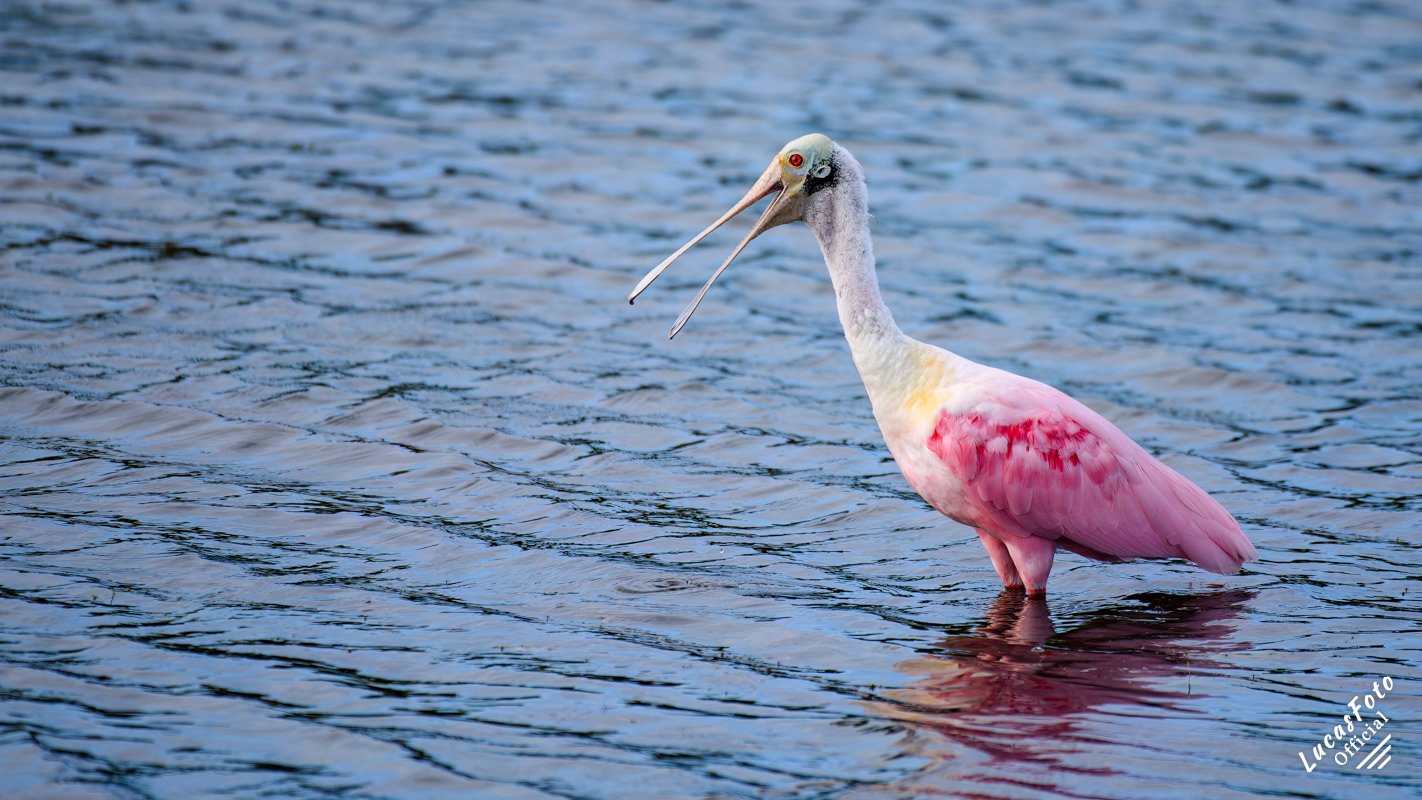 Roseate Spoonbill