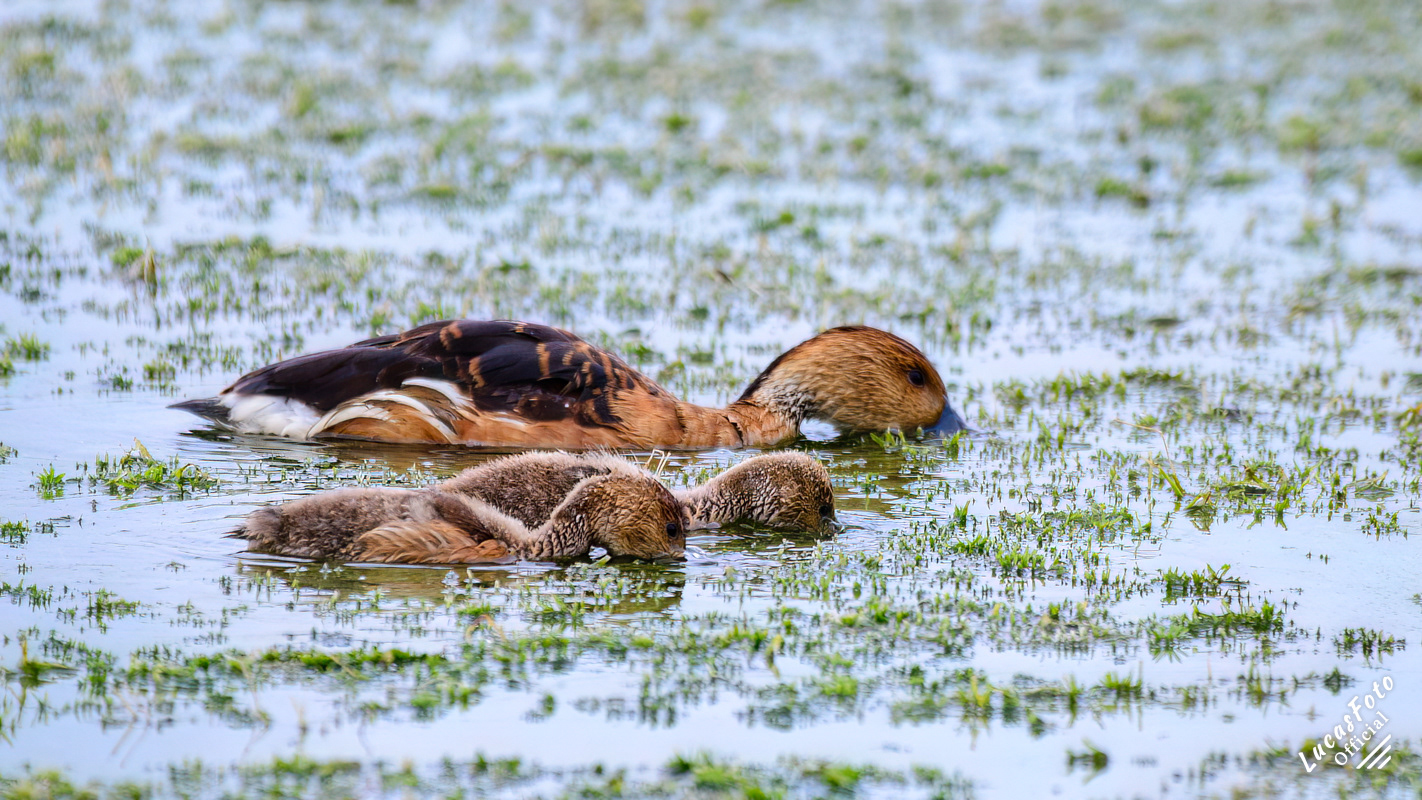 Fulvous Whistling-Duck