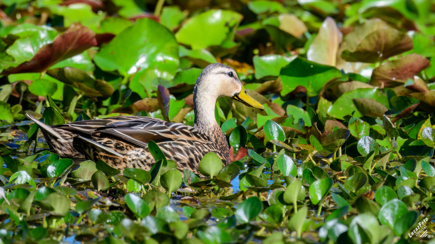 Mottled Duck