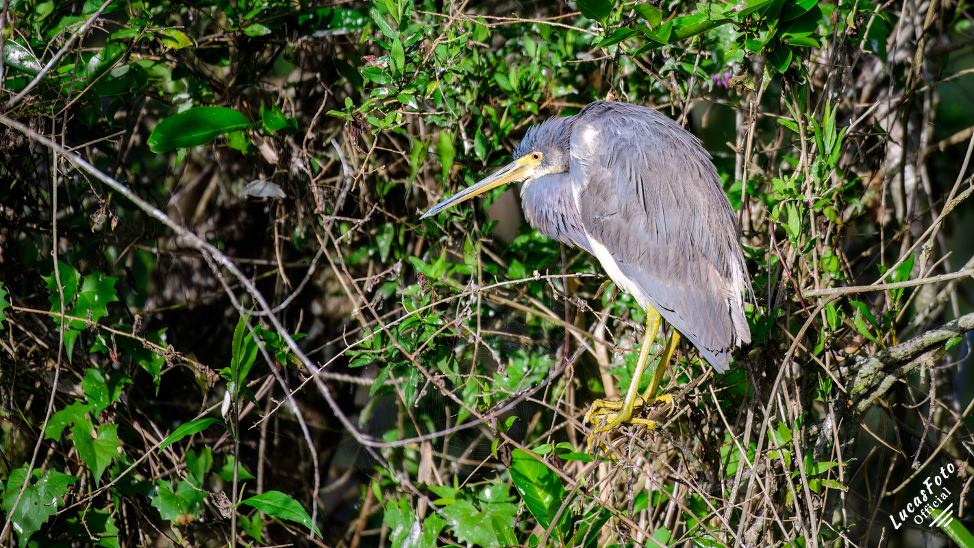 Tricolored Heron