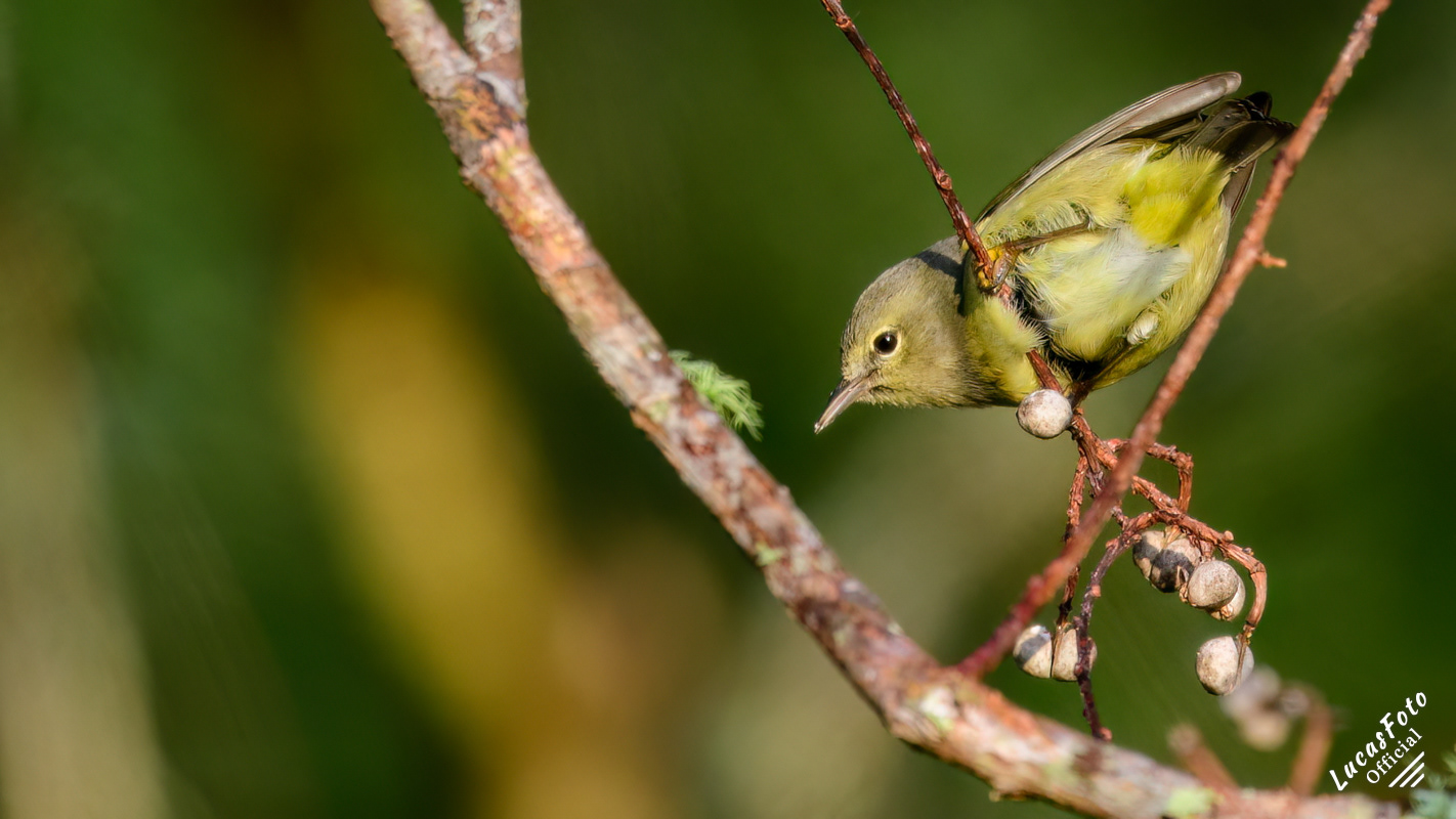 Orange-crowned Warbler
