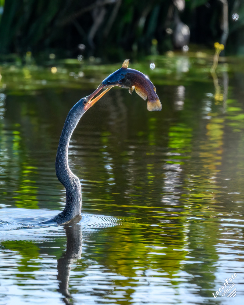 Anhinga