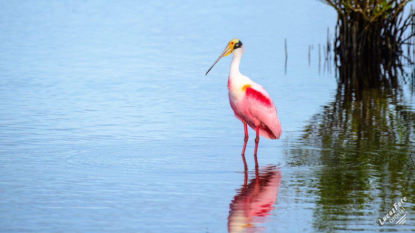 Roseate Spoonbill