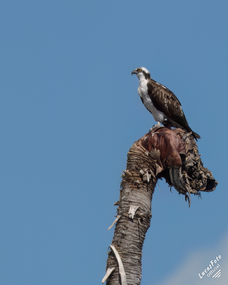 Osprey