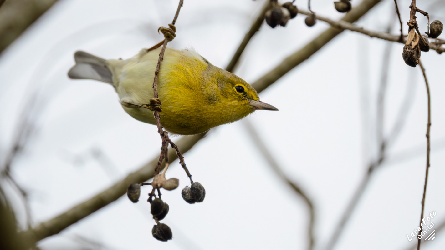 Pine Warbler