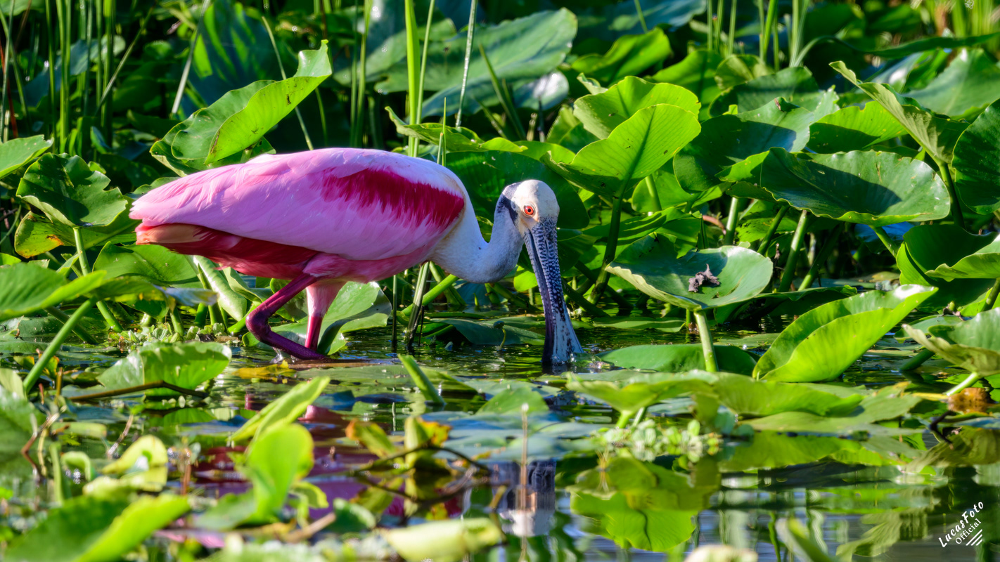 Roseate Spoonbill