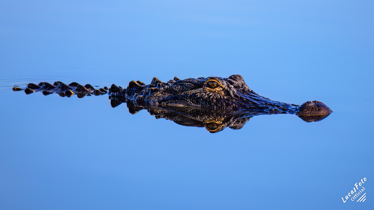 Alligator