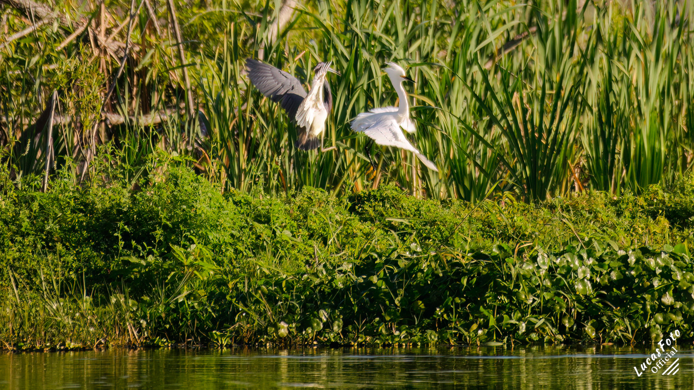 Snowy Egret / Tricolored Heron