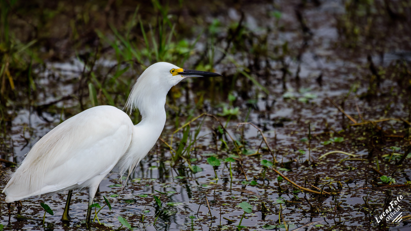 Snowy Egret