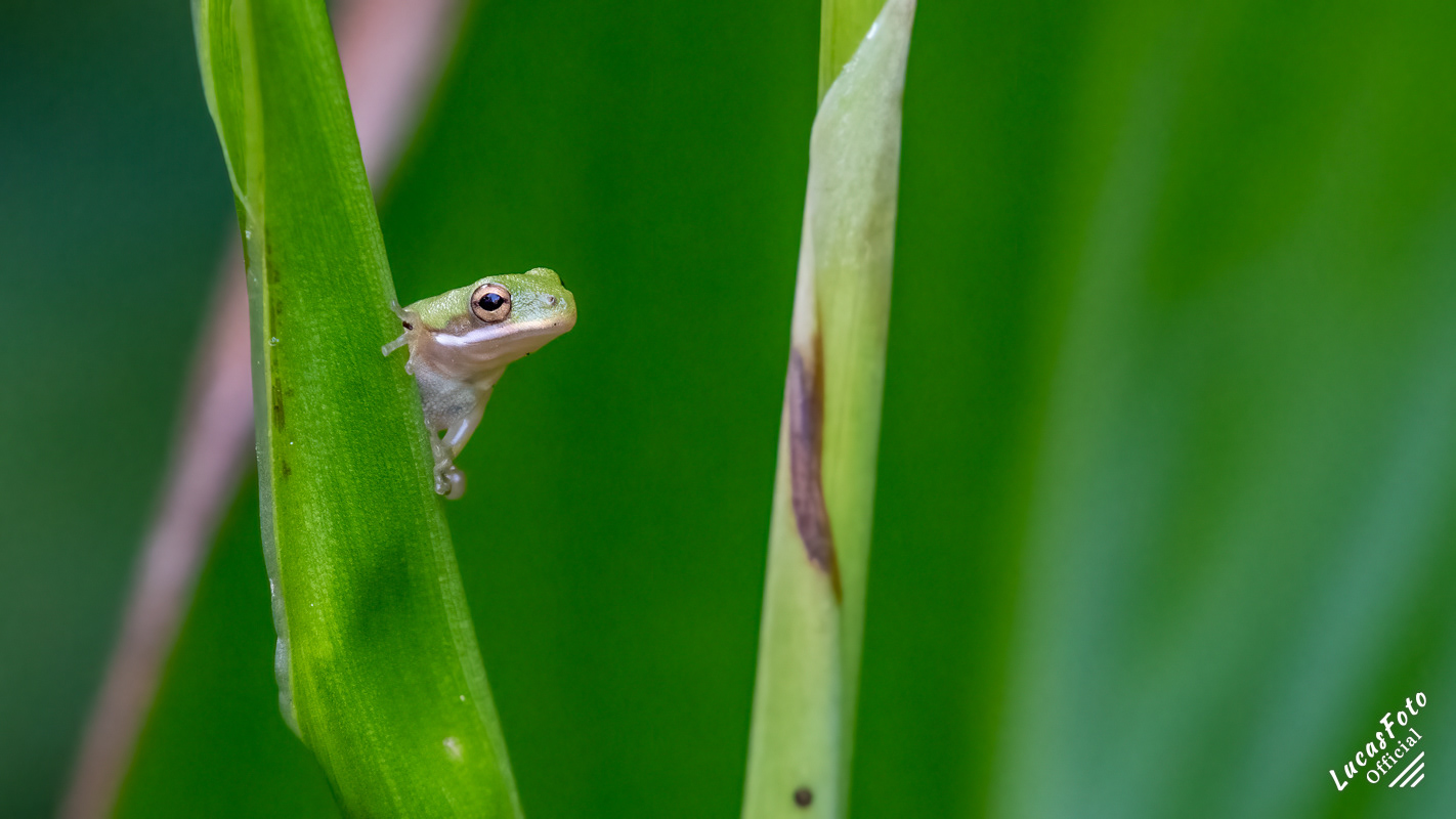 Green Treefrog