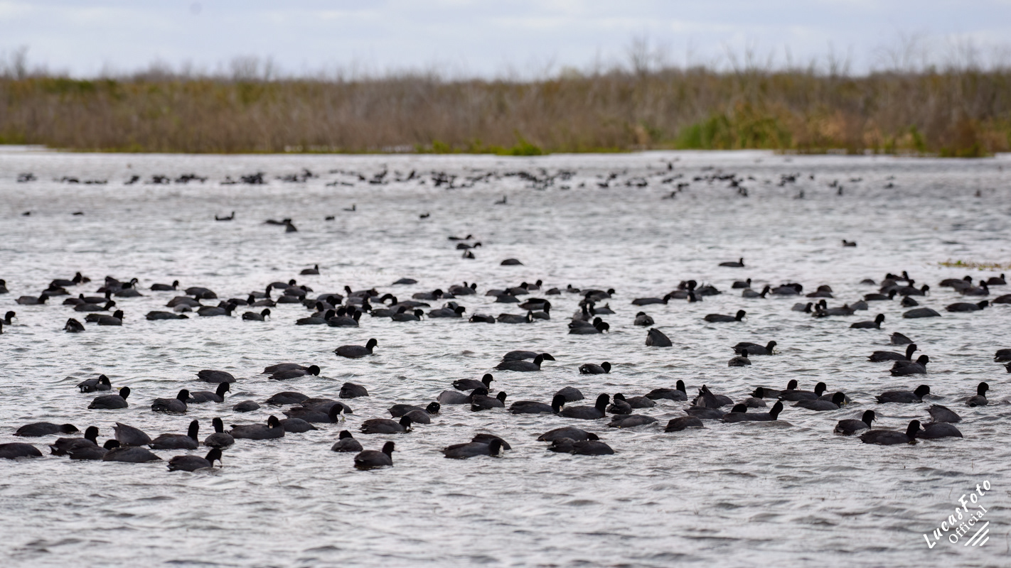 American Coot