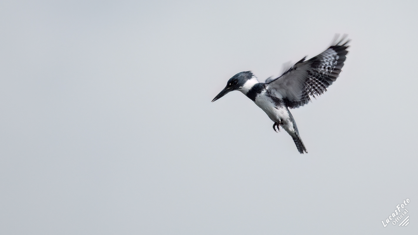 Belted Kingfisher