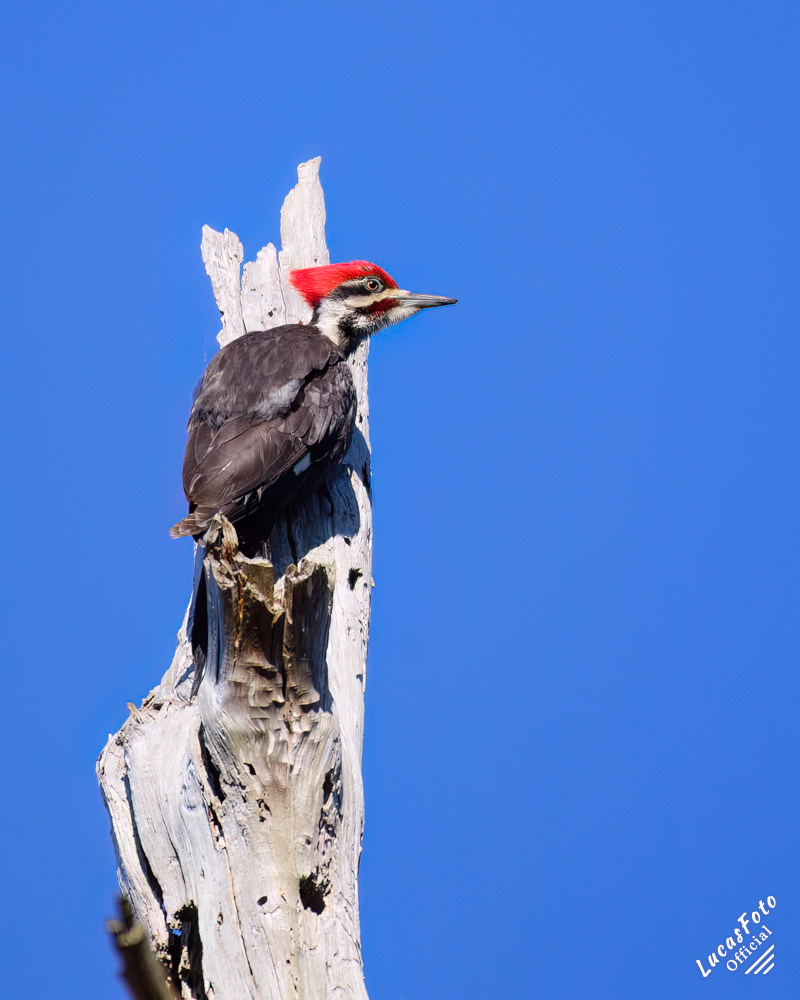 Pileated Woodpecker