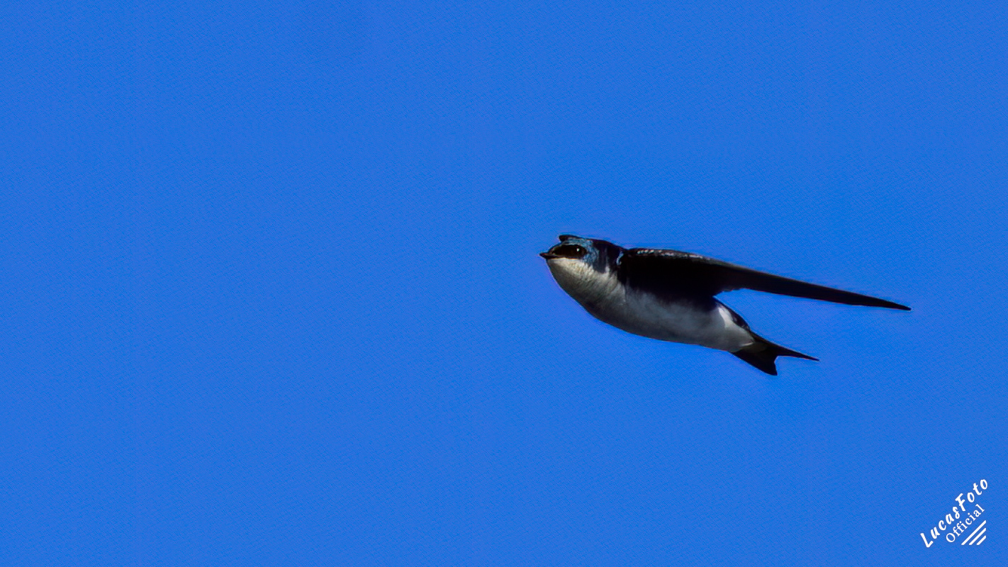 Tree Swallow