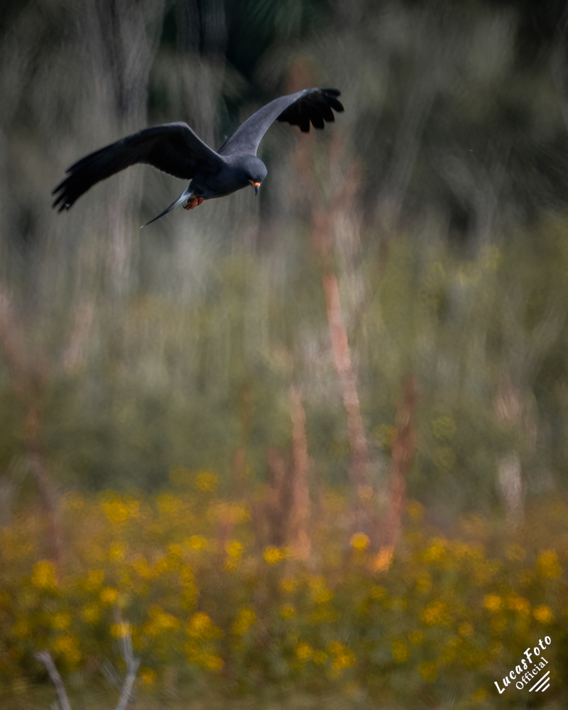 Snail Kite