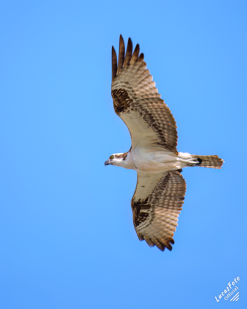 Osprey