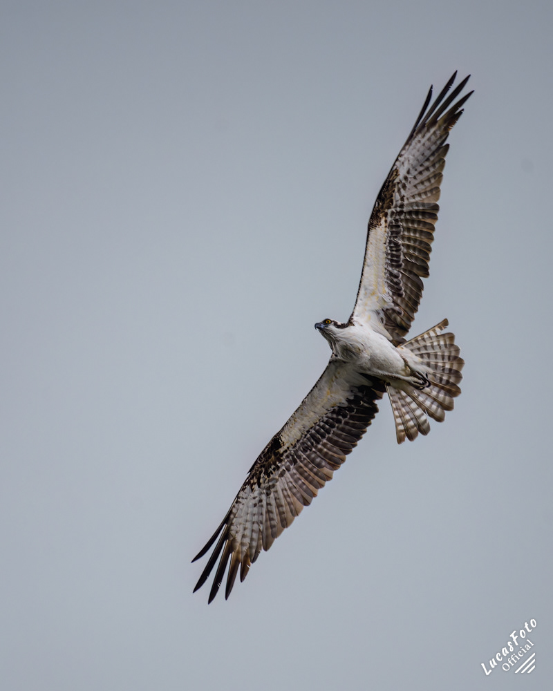 Osprey