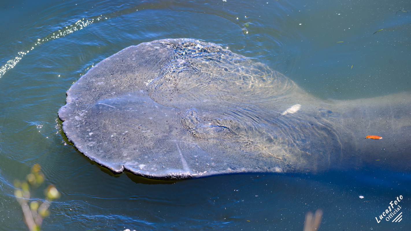 Manatee