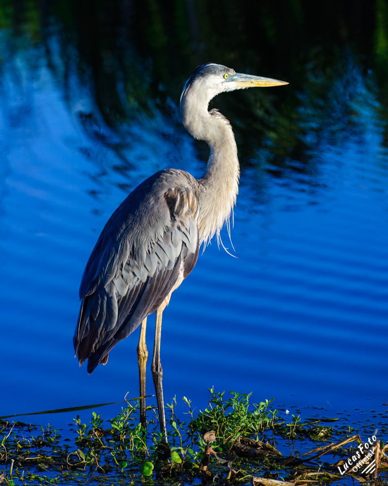 Great Blue Heron