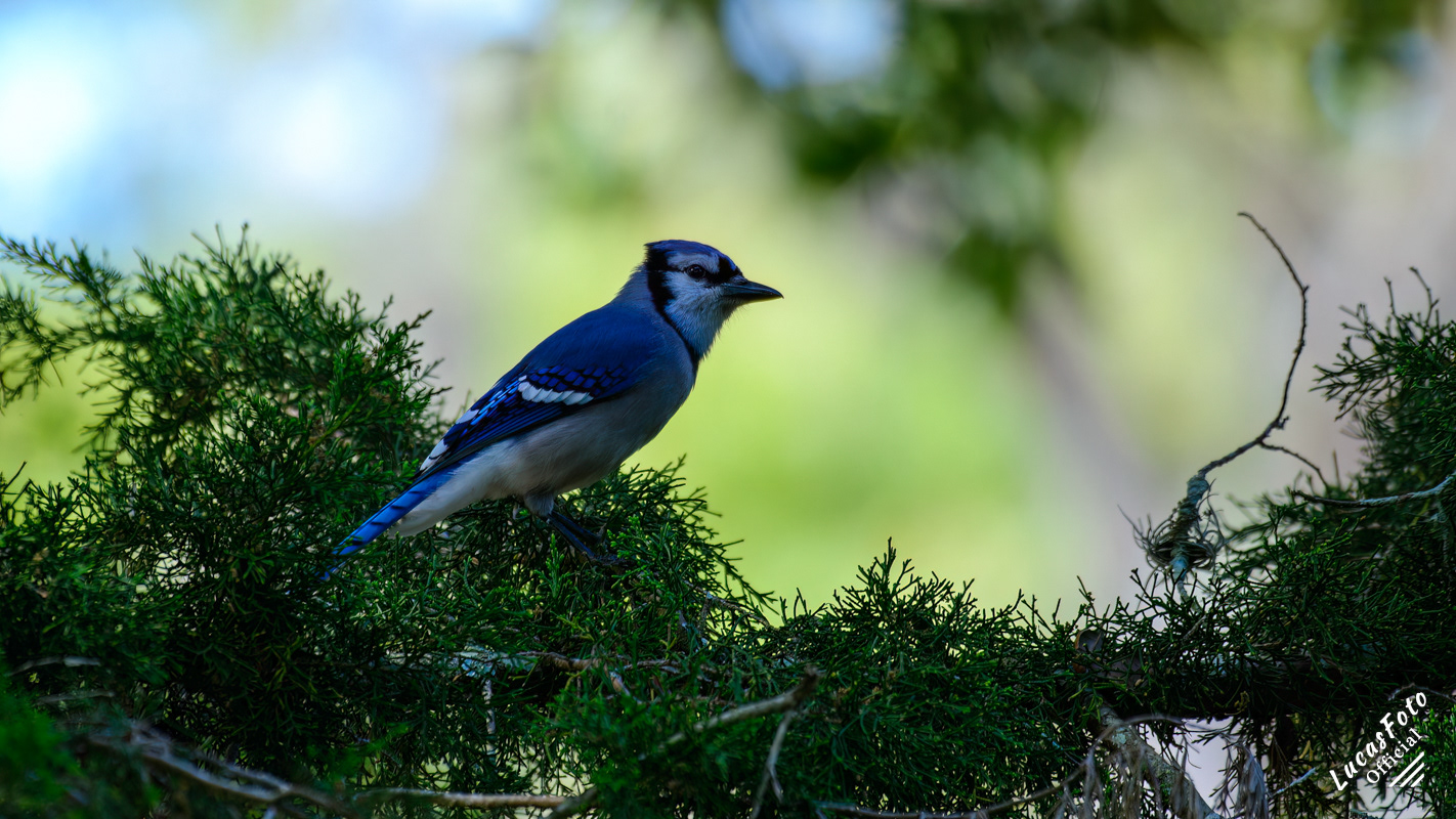 Blue Jay
