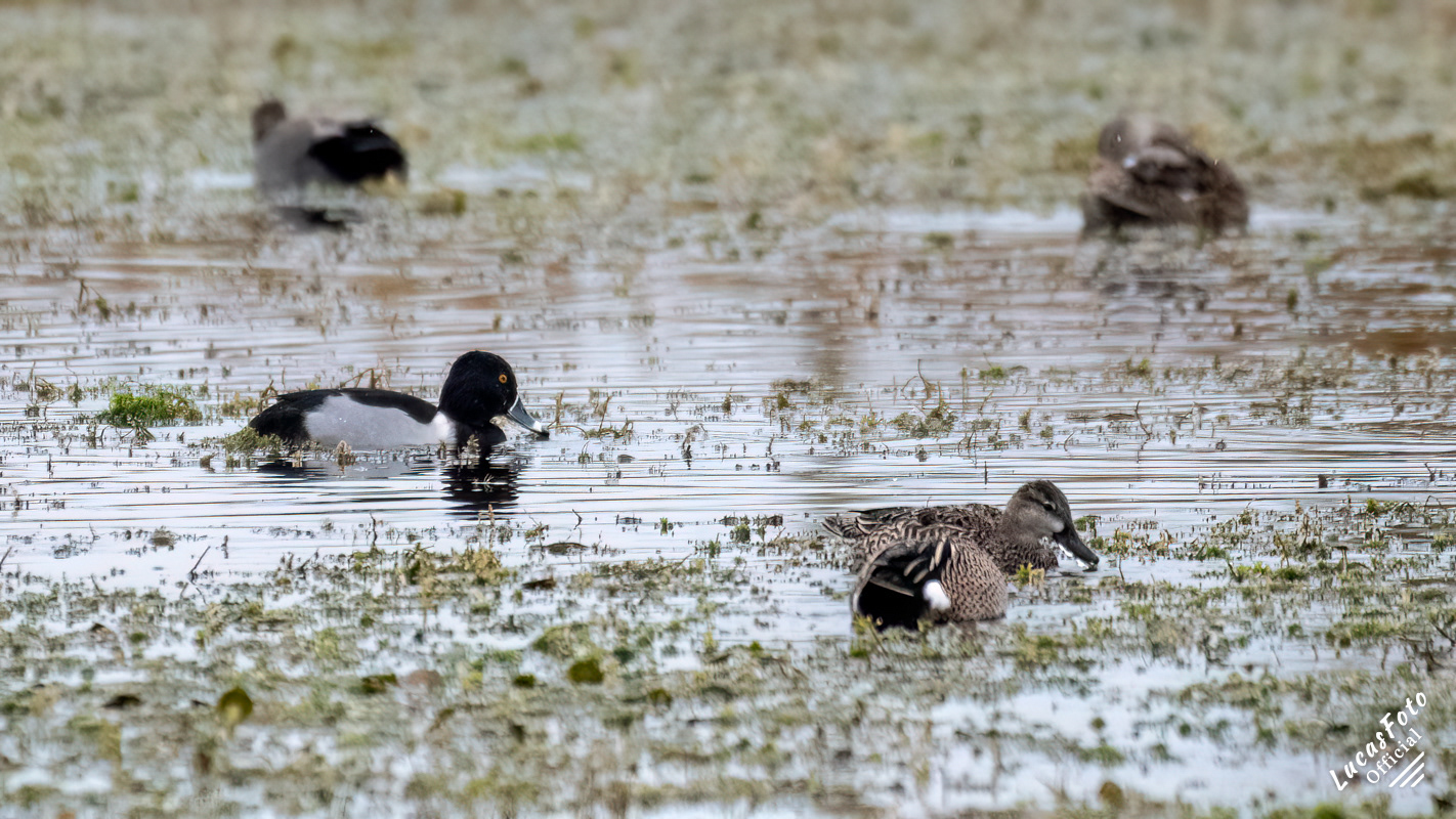 Ring-necked Duck