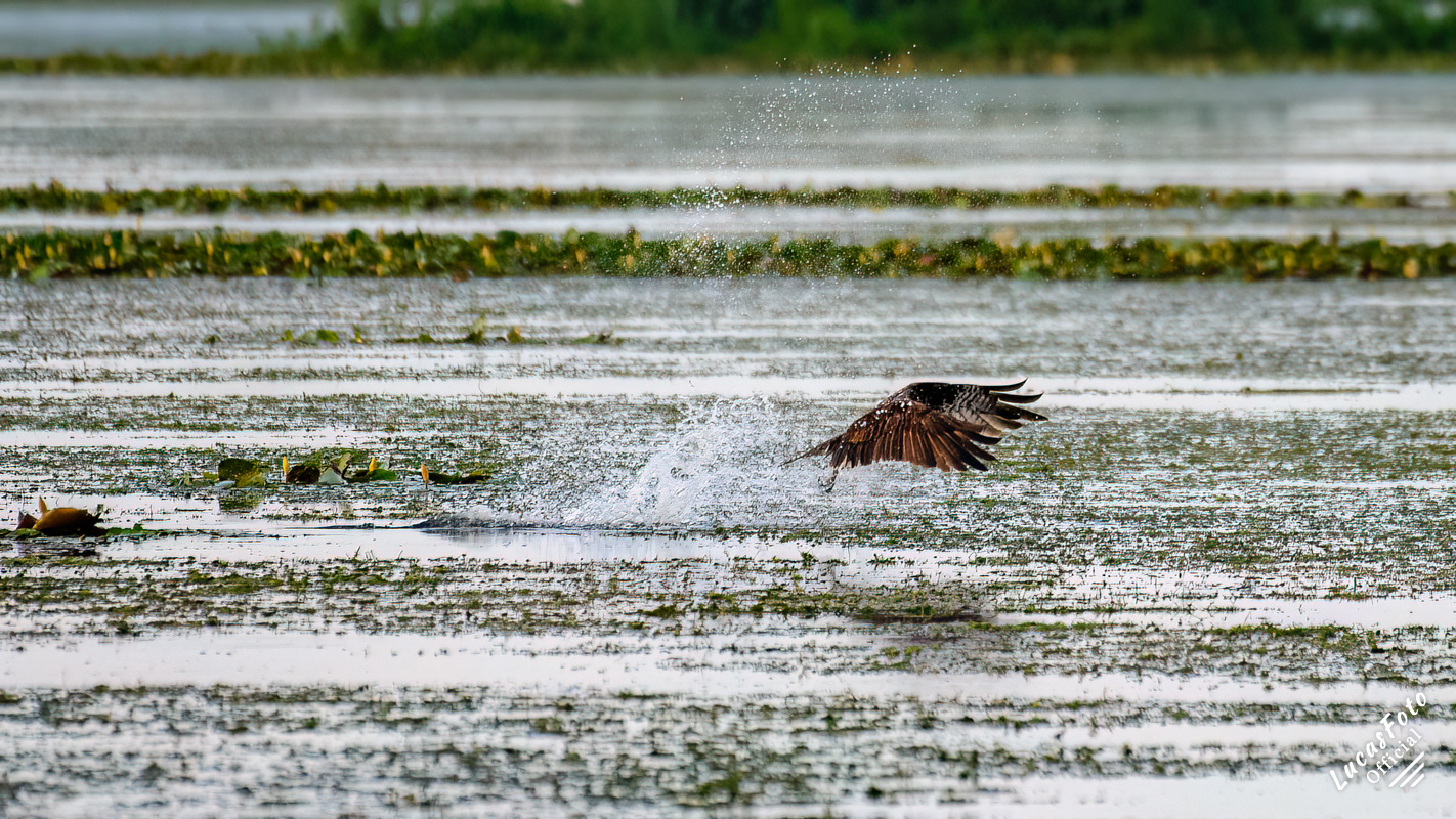 Osprey