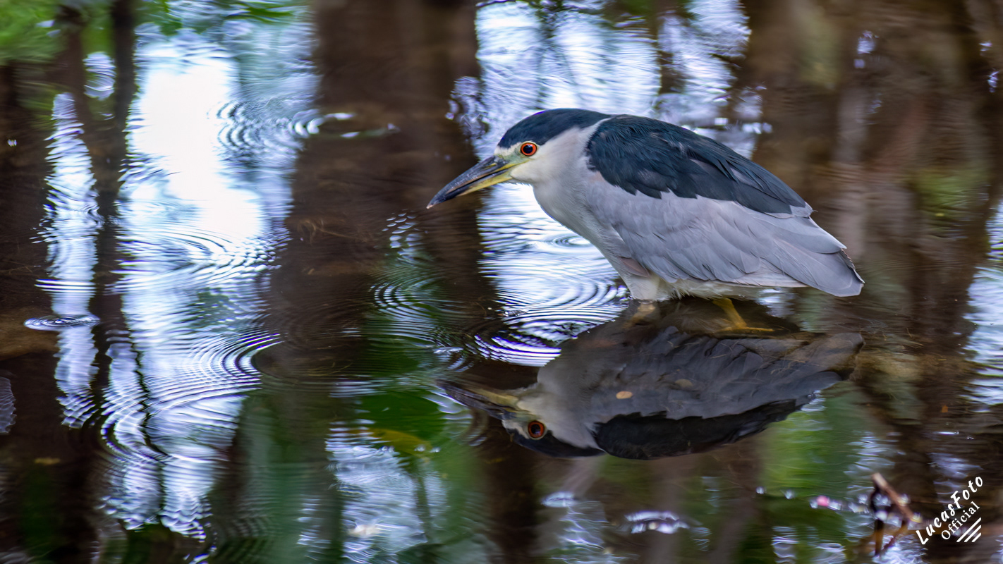 Black-crowned Night Heron