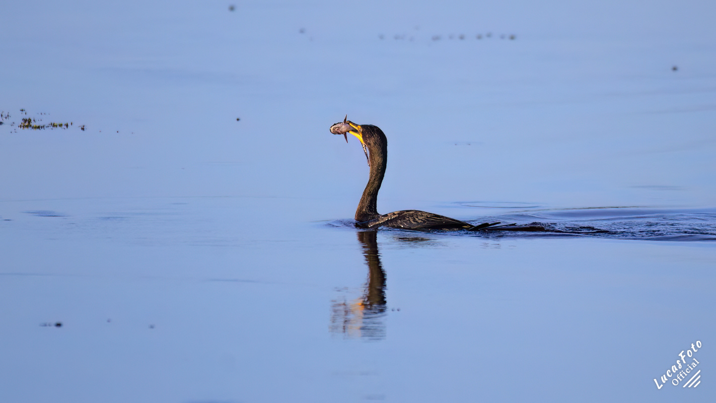 Double-crested Cormorant