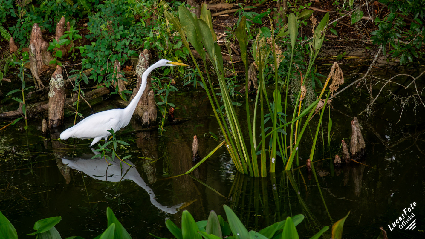 Great Egret