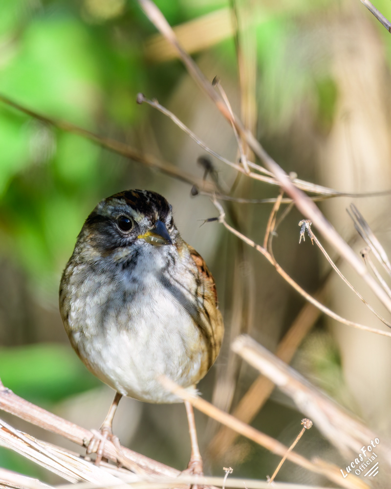 Swamp Sparrow