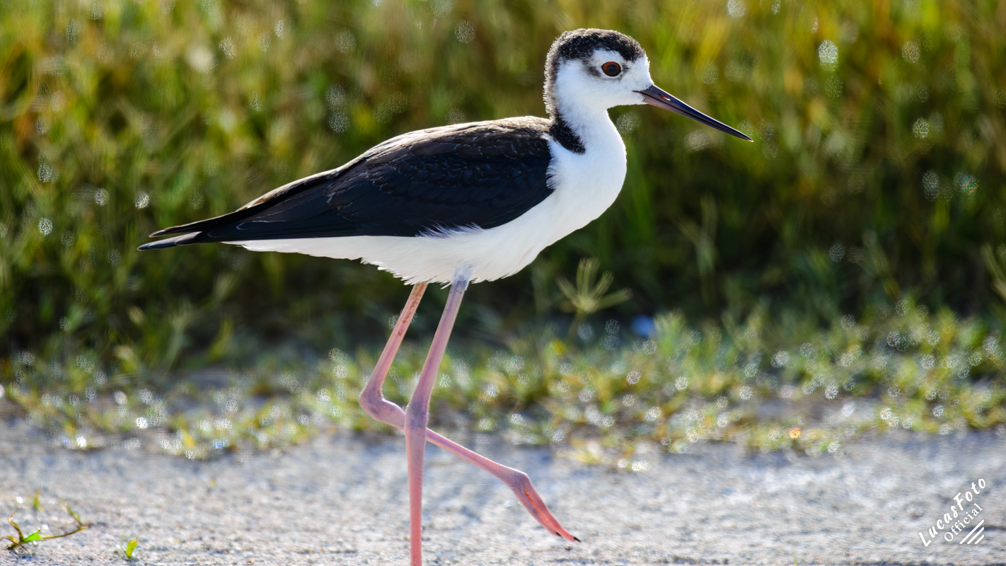 Black-necked Stilt